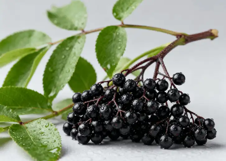 How Exactly do Elderberry Extract Flavonoids Like Quercetin Boost Immune Cells?